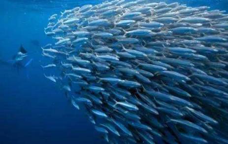 分析大陆架为什么容易形成渔场,舟山渔场形成条件