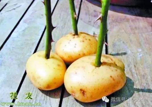 扦插基质如何消毒,扦插根部需要涂伤口愈合剂