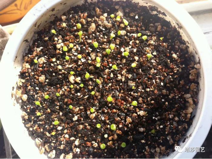 生石花最好养的品种,生石花品种大全图谱和价格