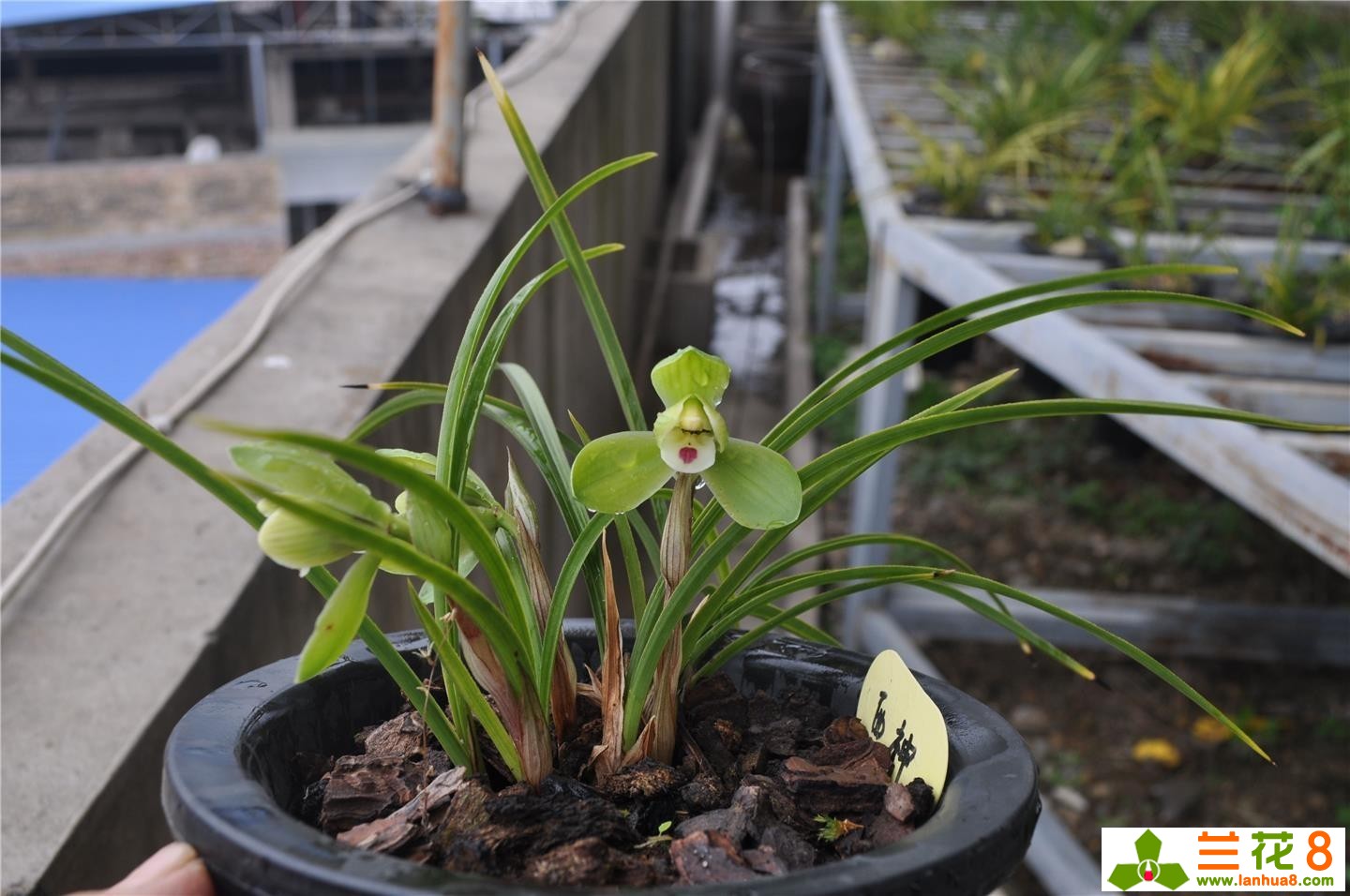 兰花的观赏价值,价值千万的兰花