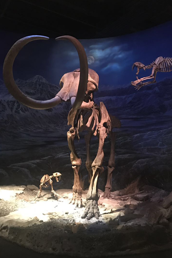 卡尔加里doordash,卡尔加里开飞机