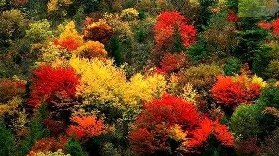 沈阳最美赏枫地最新开放,沈阳附近赏枫