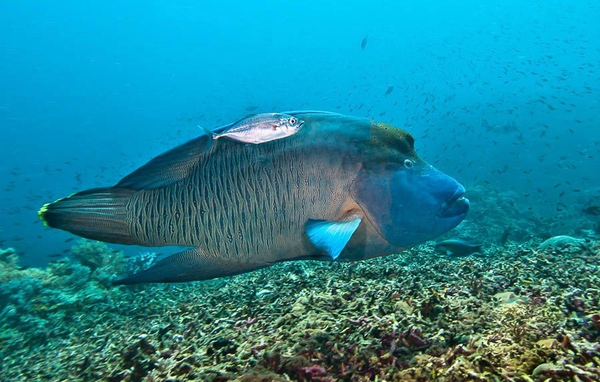 船宿潜水选哪里,从小白到潜水教练需要花多少钱