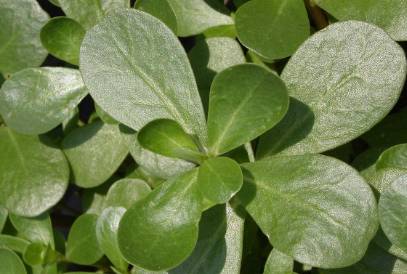 中药知识必学杜仲,中药知识必学苍耳子