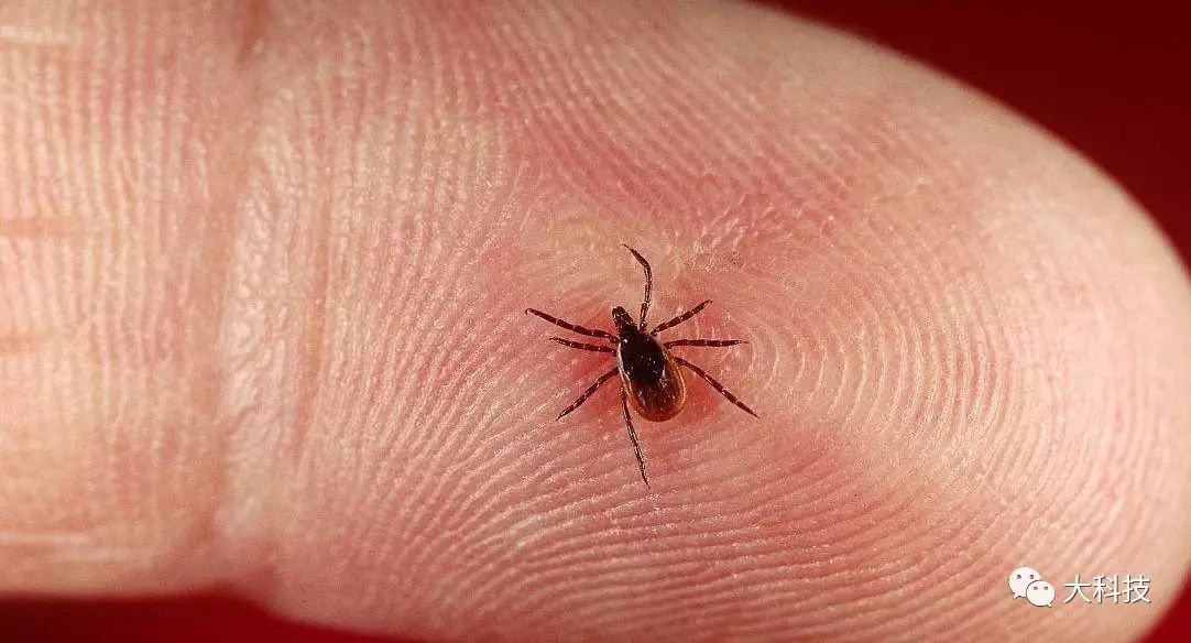 碰到动物如何自救,遇到动物怎么办