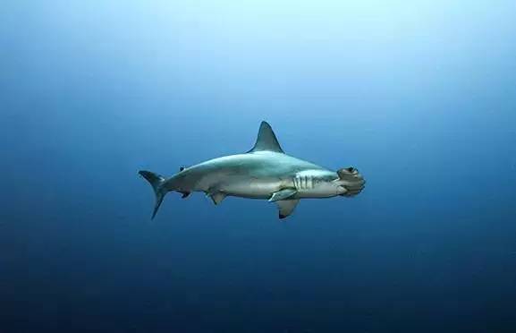 从入门级到朝圣级，职业潜水教练告诉你船宿该怎么选