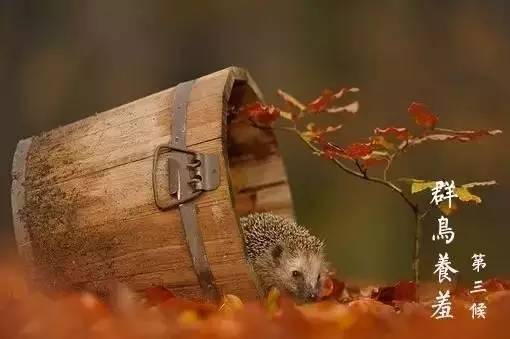 澶滆浜屽崄鍥涜妭姘斾箣鐧介湶,鐧介湶鑺傛皵鍏荤敓