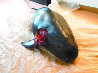 长江的各种濒危物种,长江生物多样性现状