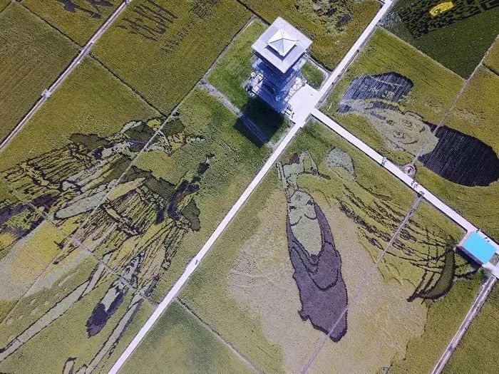 沈阳稻梦空间稻田,沈阳稻梦空间