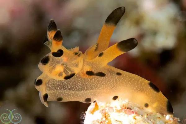 船宿潜水要什么水平,从零开始的潜水教练