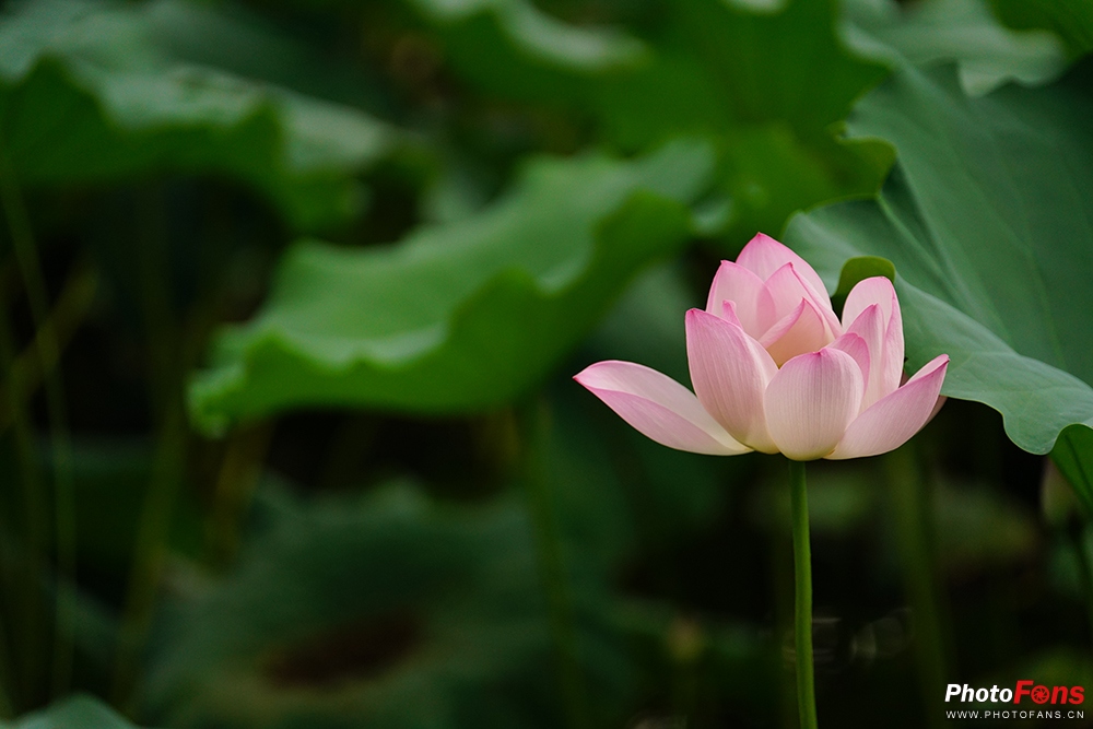 钄″徃batis18f2.8闀滃ご,zeiss35mm2.8闀滃ご