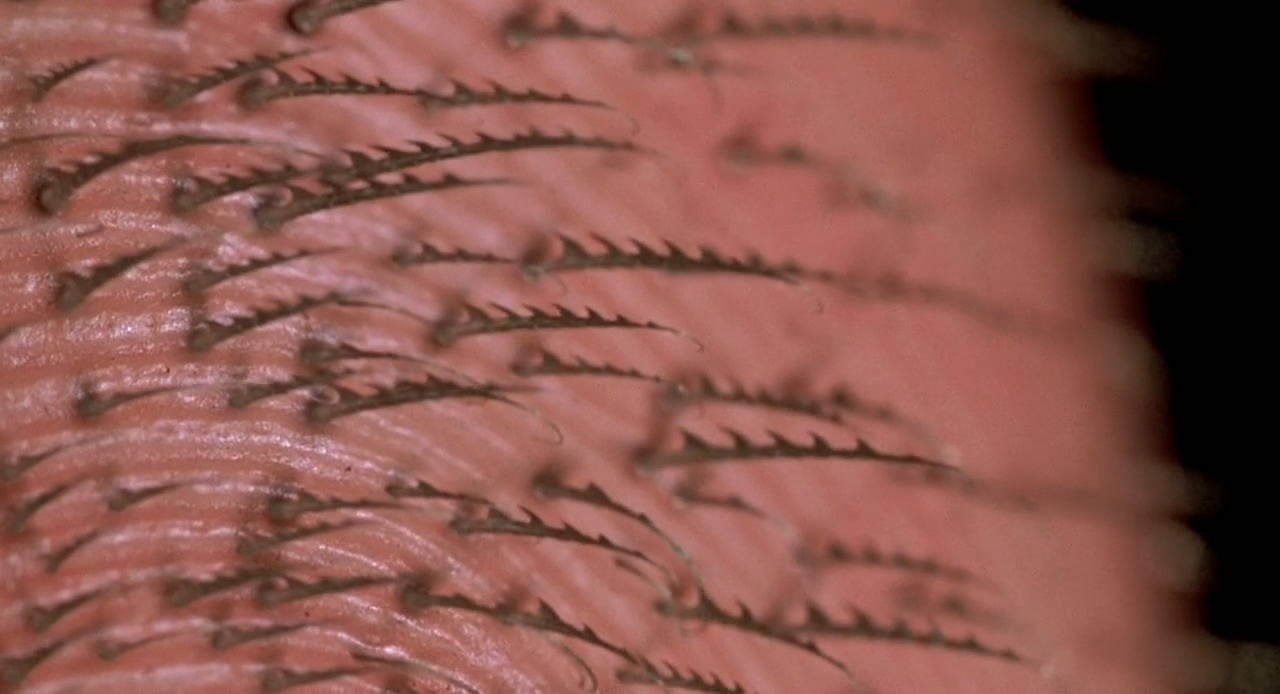 又萌又可爱的小蜘蛛你见过吗,盘点最可爱的小蜘蛛