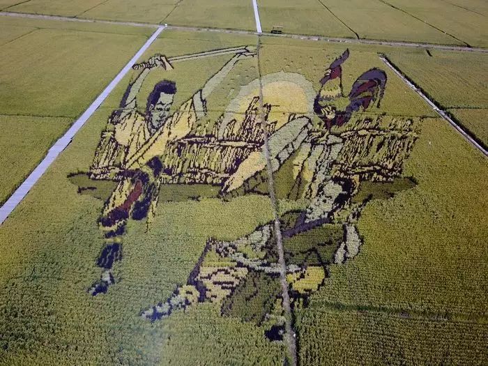 沈阳稻梦空间稻田,沈阳稻梦空间