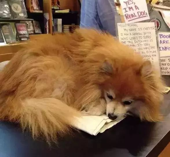 狗狗当销售部老总,狗狗当老板