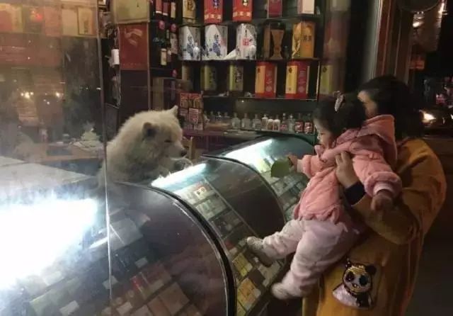 狗狗当销售部老总,狗狗当老板