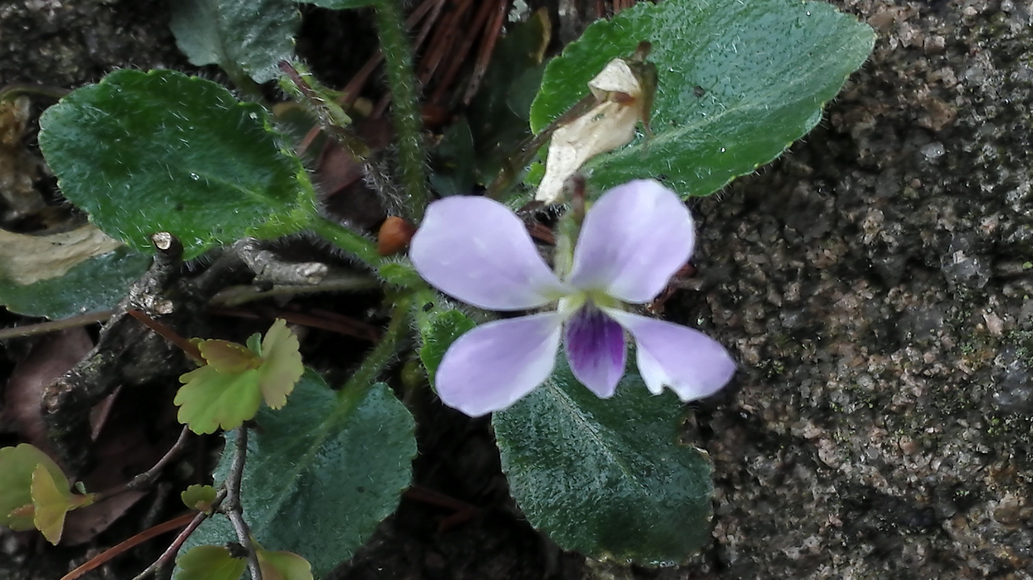 走近你就走进了痛苦出自哪里,走近你就是走近痛苦