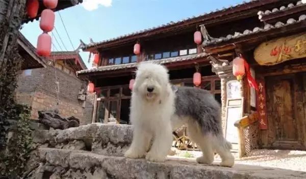 狗狗当老板有模有样,狗狗开店当老板