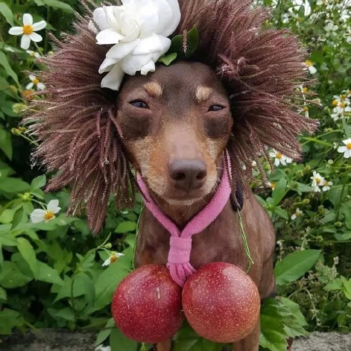 狗狗当超市的老板,狗狗当销售部老总