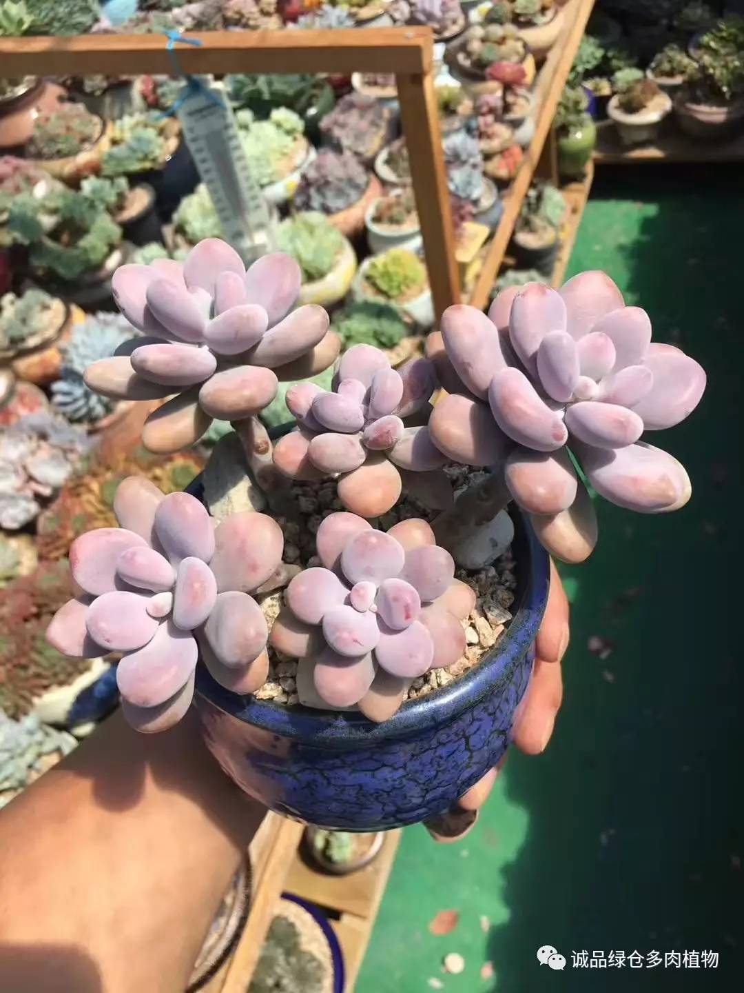 秀肉肉｜本周韩国肉肉直播图集