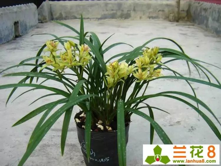 建兰富山奇蝶两片叶子能开花吗,建兰梨山狮王与富山奇蝶哪个好