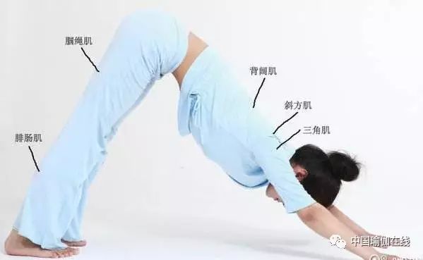 生理期下犬式瑜伽体式,瑜伽鸽子式经期可以练吗