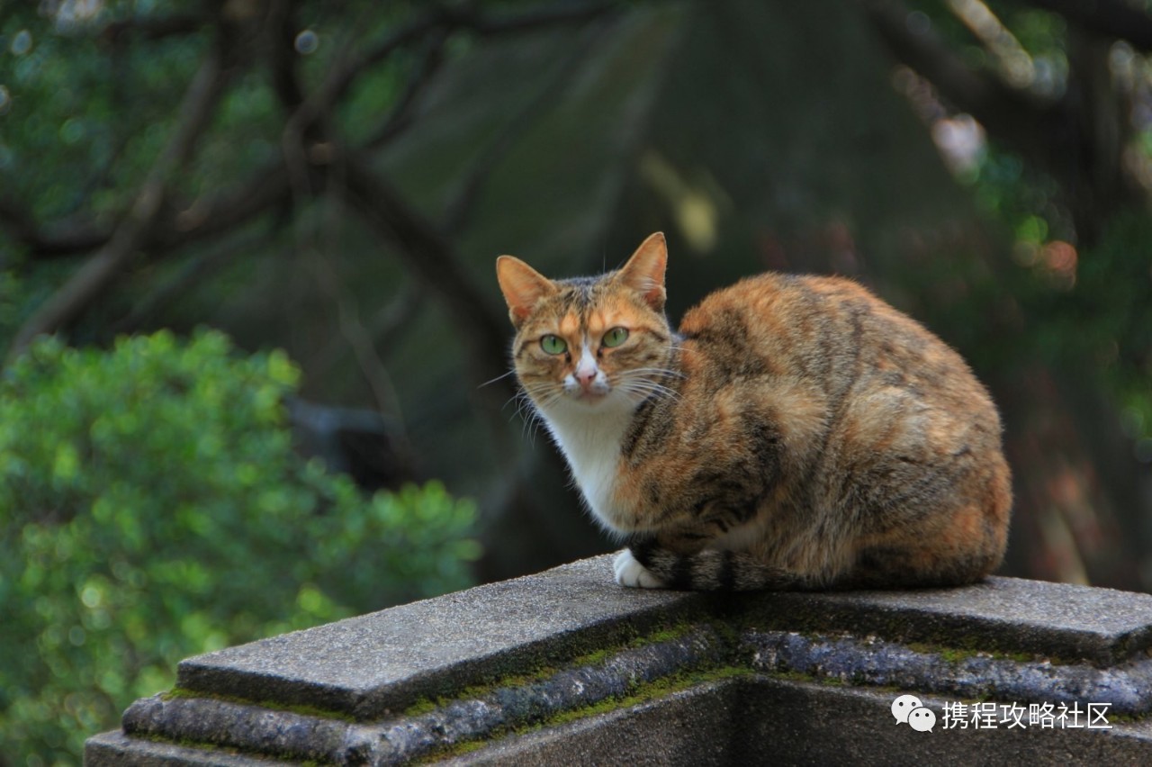 鼓浪屿小众景点素材,鼓浪屿拍照小众景点有哪些