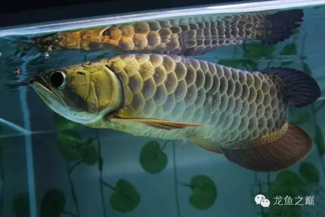 龙鱼饲料训练,龙鱼喂养视频无解说