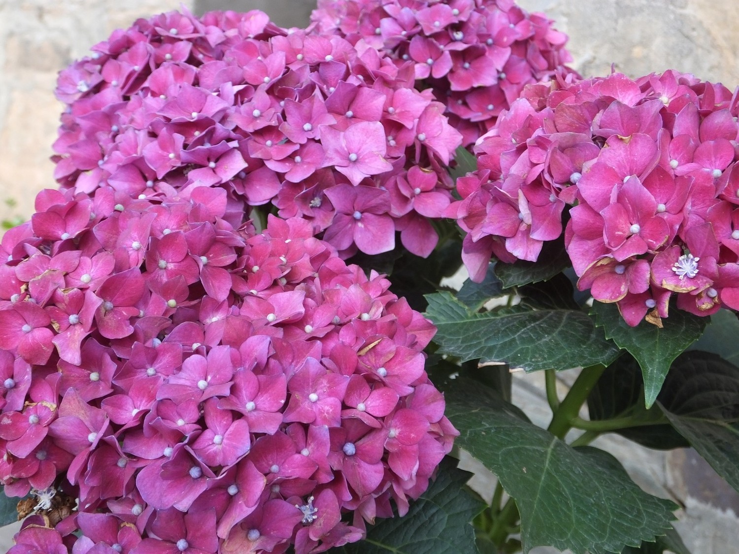 泸亚东线沿途风景,泸亚线穿越原始森林