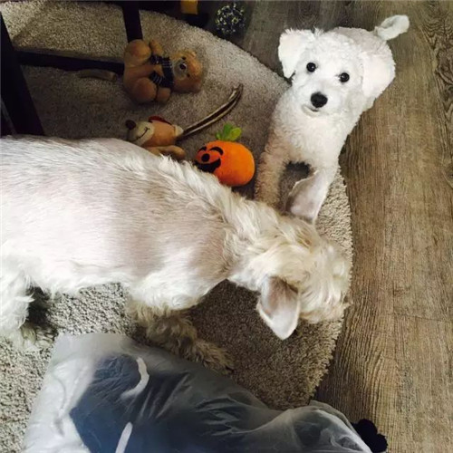 奶酪妈,奶酪妈原声