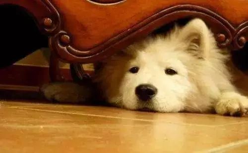 「哏儿都萌宠」——狗狗向你求救的信号，一定要注意