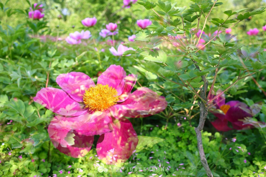 花朦胧雨朦胧鄢陵人17年倾情的花事