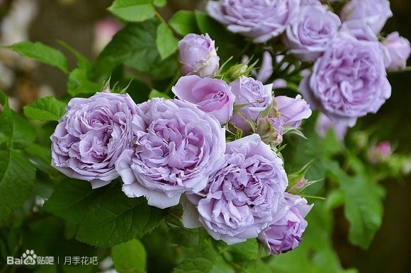 蓝紫色的爬藤月季有哪些品种,天狼蓝紫色月季哪款最优秀