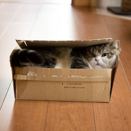 搞笑诺贝尔奖猫咪,关于猫的诺贝尔搞笑奖