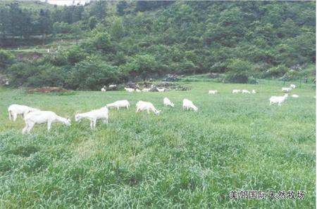 鍖椾含缇庨偦鍥㈣喘,鍖椾含缇庨偦鍥介檯鍟嗚锤鏈夐檺鍏徃