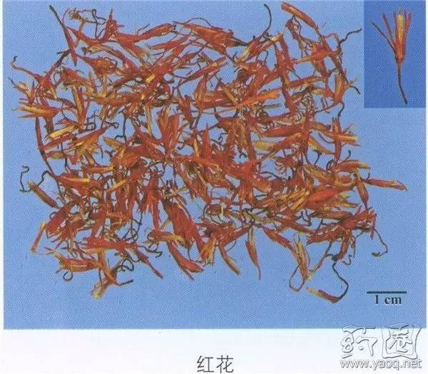 每日记一味中药,红花怎么用能通经活血