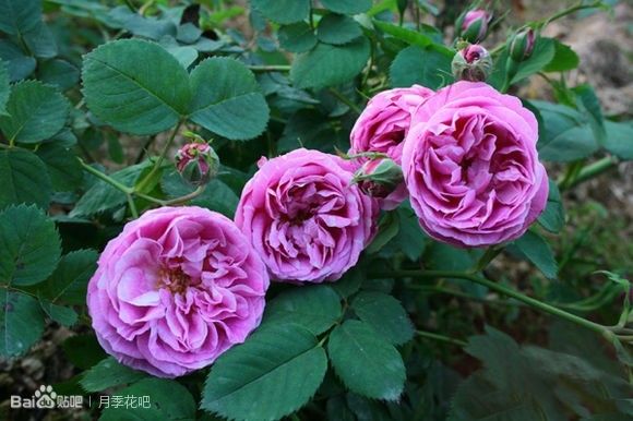 蓝紫色月季无刺品种有哪些,枝条细弱蓝紫色月季品种