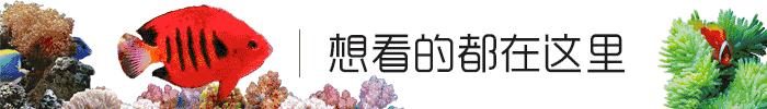 海水鱼疾病大全及其解决方法,海水鱼疾病治疗大全