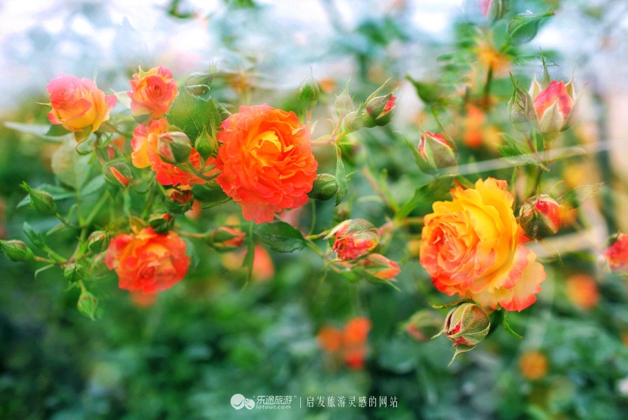 花朦胧雨朦胧鄢陵人17年倾情的花事