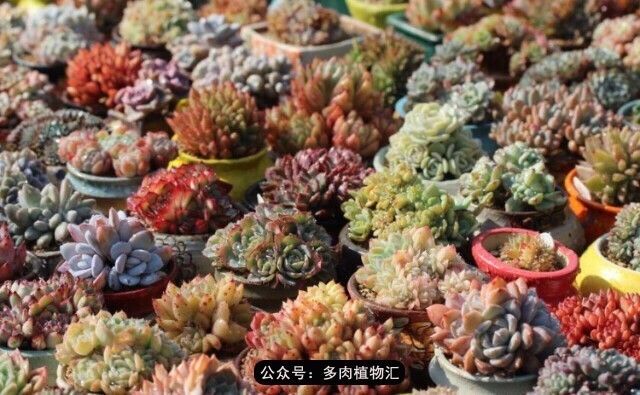 只有见过韩国肉友的阳台,才知道什么叫做物尽其用!