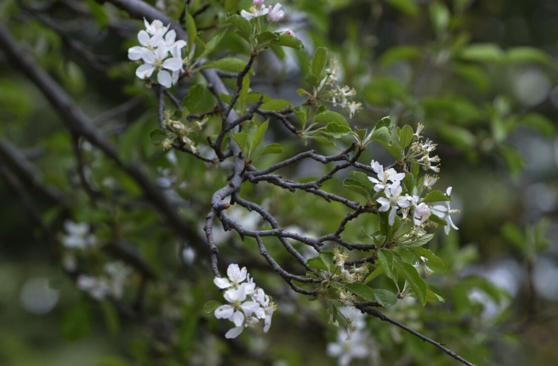 群芳争艳“宝贝园林”罗布林卡