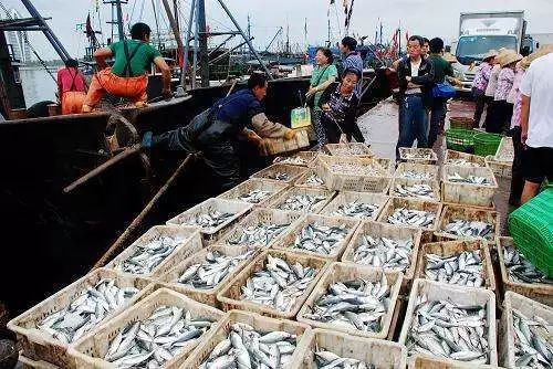开渔期后市场海鲜价格,海产市场最新消息价格表