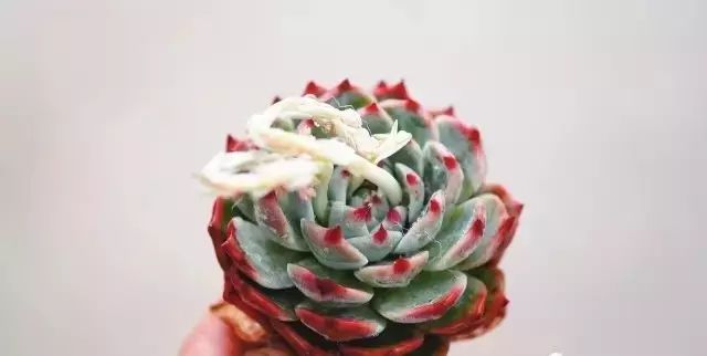 玩花剑的正确方法,花剑教程大全