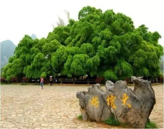 十一阳朔自驾一日游最佳方案,阳朔旅游攻略三天自由行攻略