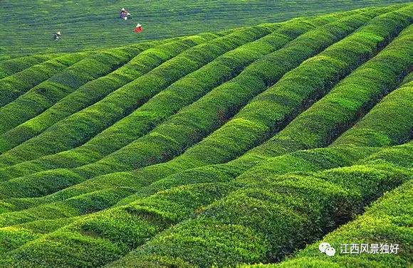 走遍江西省100县,走遍江西一百个县市区