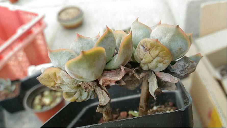 经历了天灾*祸人**的多肉，居然能靠这招拯救？