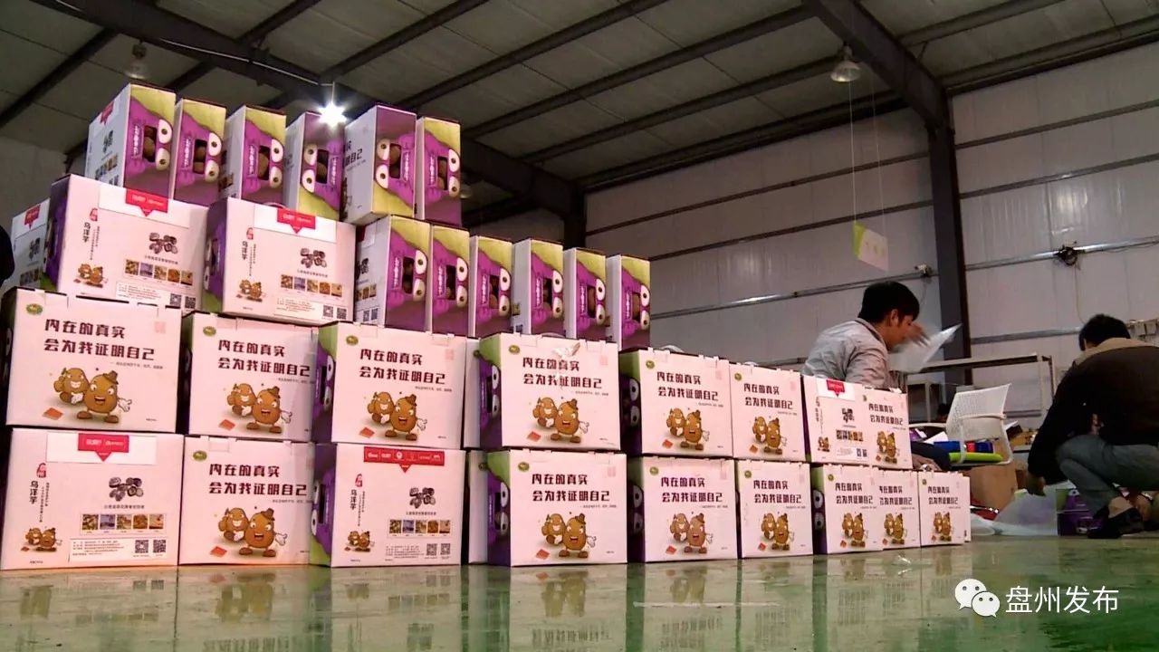 盘州四格的乌洋芋多少钱一斤 (盘州老品种黄心洋芋批发)