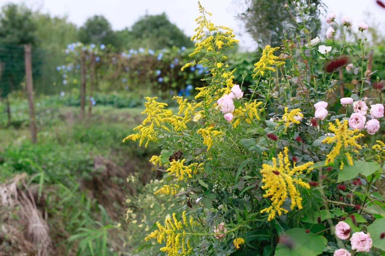 花田里逛了3小时，花材、花束、年度美照都有了