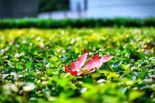 又是一年辅修季，嘘，天财学子已沉迷学习，请勿打搅