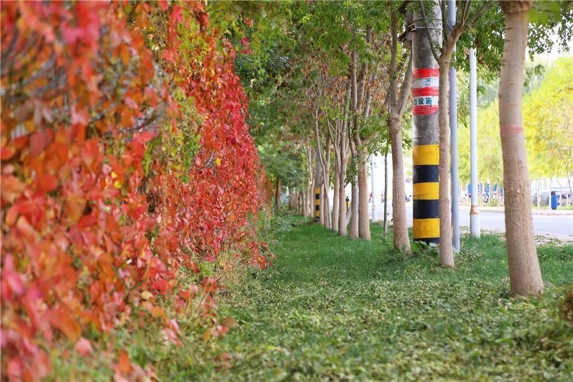 秋日里，有一抹乡愁叫且末！