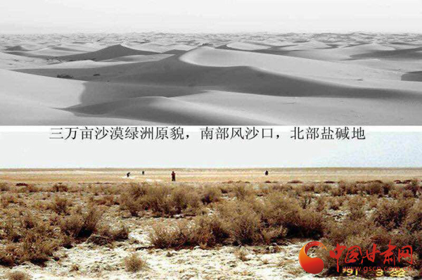 沙产业理论忠实践行者挑战荒漠的大漠之子——人物特写：治沙模范柴在军和他的大漠紫光